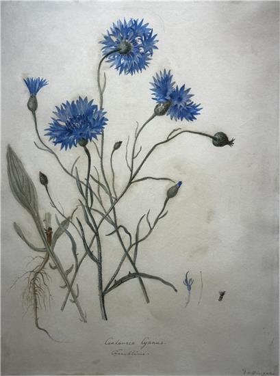 Kornblumen Daffinger